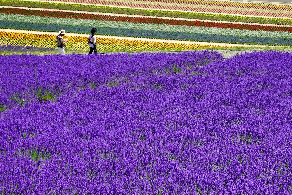 Hokkaido: Sweets, Beer and Lavender